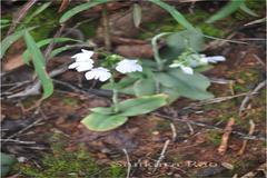 Habenaria plantaginea